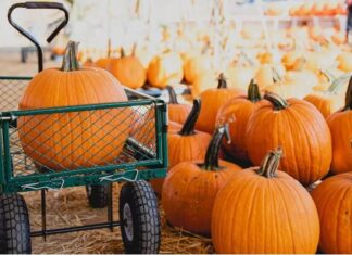 Carlsbad Strawberry Company – Our Pumpkin Season is Finally Here!