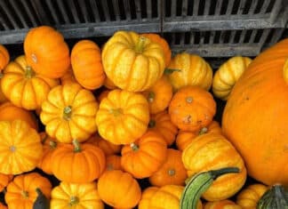 State Street Farmers Market