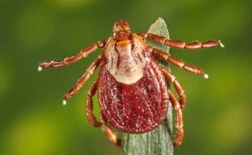 San Diegan Dies from Rocky Mountain Spotted Fever – How to Protect Yourself and Your Pets