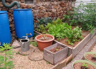 Rain Barrel Rebates Timed for Rainy Season