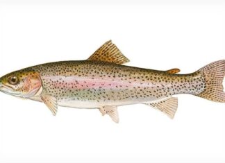 Trout Season at Lake Wohlford