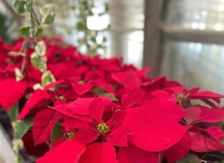 Holiday Splendor At The Farmers Market