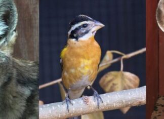 Supporting California’s Native Wildlife