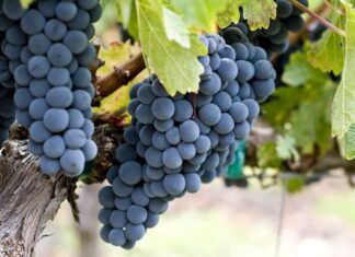 Board Seeks Ways to Expand Opportunities for Local Wineries