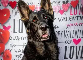 Four-Legged Friends Love our Downtown Carlsbad Businesses!