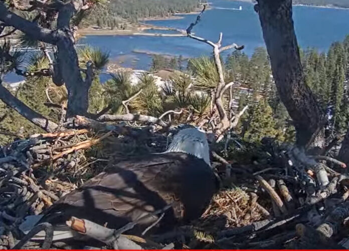 Big Bear Bald Eagle Live Nest Cam 1 North County Daily Star