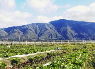 Celebrating California Agriculture