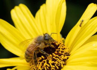 Bee Safe This Spring, Don’t Get Stung
