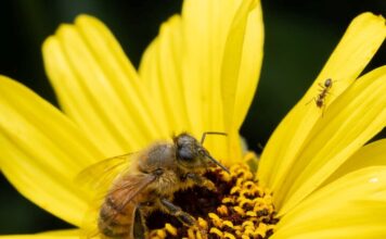 Bee Safe This Spring, Don’t Get Stung