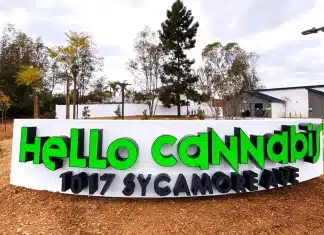 Vista Looks at Cannabis Event Regulations