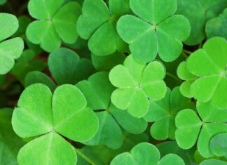 The Story of St. Patrick’s Day this Sunday