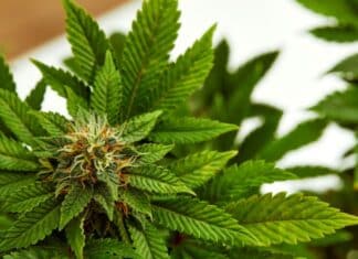 Cannabis Cafes and Entertainment Zones Among New Laws for 2025