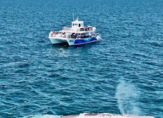 Record Setting Whale Season in Oceanside