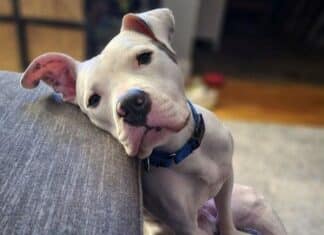 County Shelters Waiving Adult Dog and Cat Adoption Fees through July