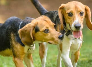 Beagle Freedom Project