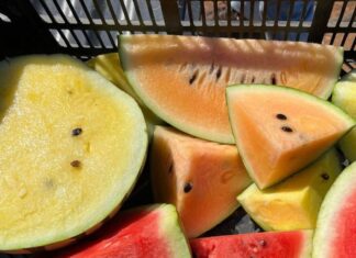 Dive into Watermelon Bliss