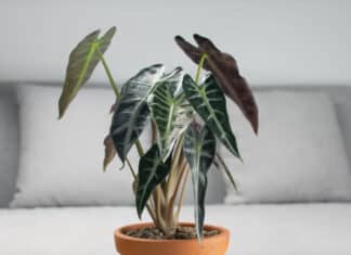 12 Best Indoor Plants for Health, According to Experts