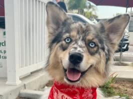 Exciting News: Yappy Hour is Coming to Carlsbad Village!