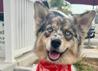 Exciting News: Yappy Hour is Coming to Carlsbad Village!