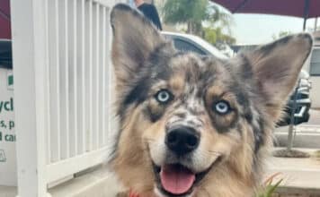 Exciting News: Yappy Hour is Coming to Carlsbad Village!