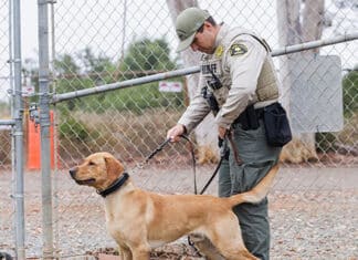 New Sheriff’s Dogs Trained to Sniff Out Bombs, Guns