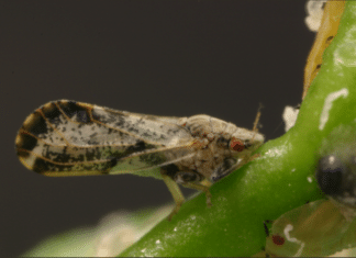 State Declares Citrus Quarantine in Fallbrook