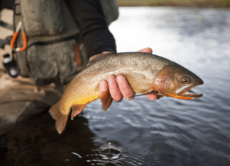 City of Escondido & Kiwanis Club Host Semi-Annual Charity Trout Derby
