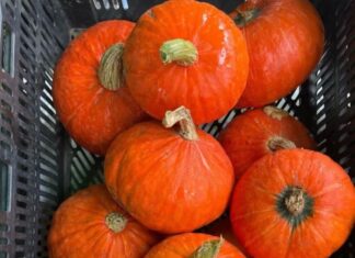 Get Halloween-Ready at the Farmers Market