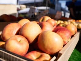 Sweet and Crisp: Apple Season is Here!