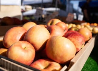 Sweet and Crisp: Apple Season is Here!