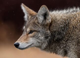 Urban Nature: Living Alongside Coyotes