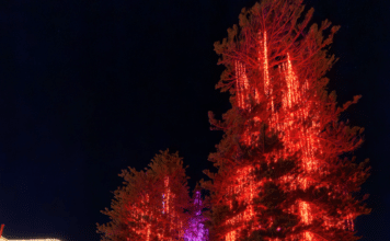 Hotel del Coronado with 12-Minute Holiday Light Show on World’s First Electrically Lit Outdoor Christmas Tree