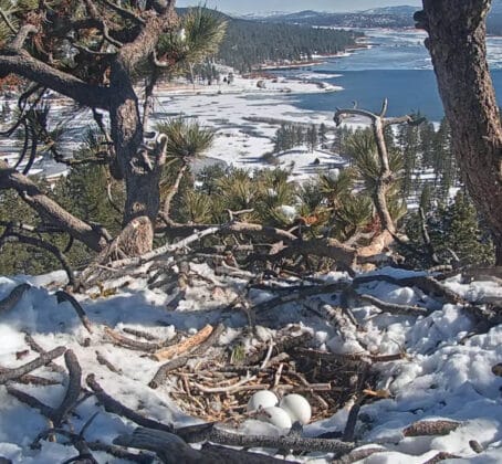 Three have Hatched Big Bear Bald Eagle Live Nest – Cam 1 North County
