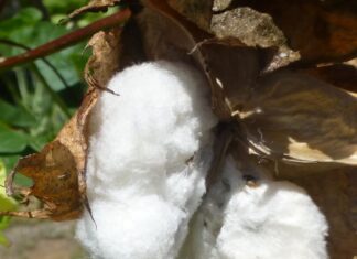 February 15 Kids in the Garden Class: Cotton and Nature Crafts