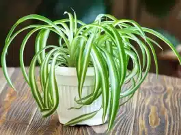 9 Brilliant Ways To Make Your Spider Plant Bushier In Record Time