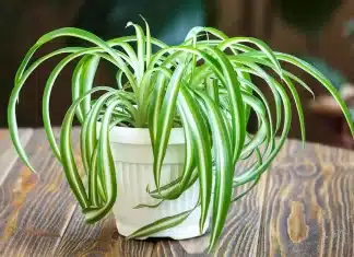 9 Brilliant Ways To Make Your Spider Plant Bushier In Record Time