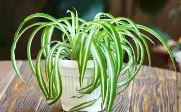 9 Brilliant Ways To Make Your Spider Plant Bushier In Record Time