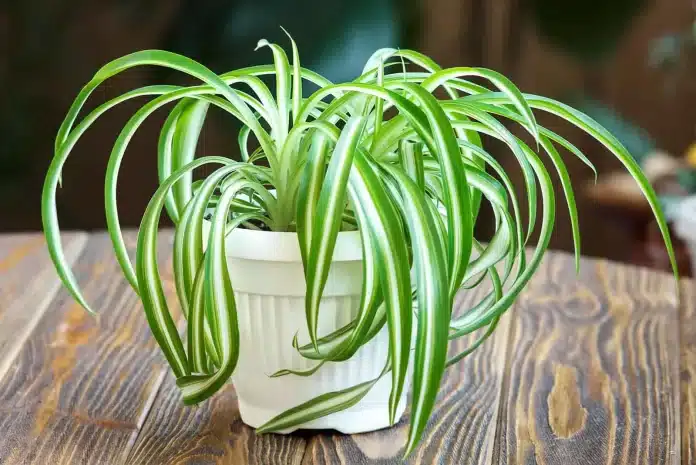 Spider-plant-or-Chlorophytum-comosum