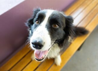 Tips to Keep Your Pets Safe in Disasters