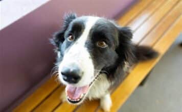Tips to Keep Your Pets Safe in Disasters