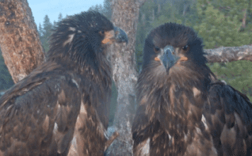 Big Bear Bald Eagle Live Nest They are Getting Big