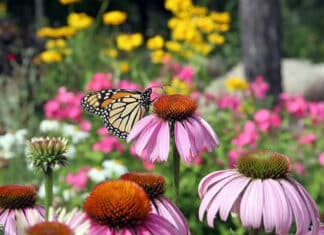 New Plant Lists Help Homeowners Create A Beautiful, Sustainable Garden