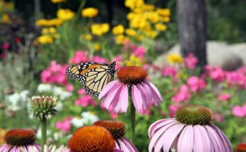 New Plant Lists Help Homeowners Create A Beautiful, Sustainable Garden