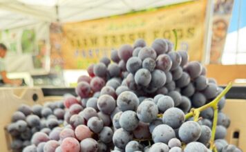 State Street Farmers Market Thomcord Grapes Are Bursting with Flavor