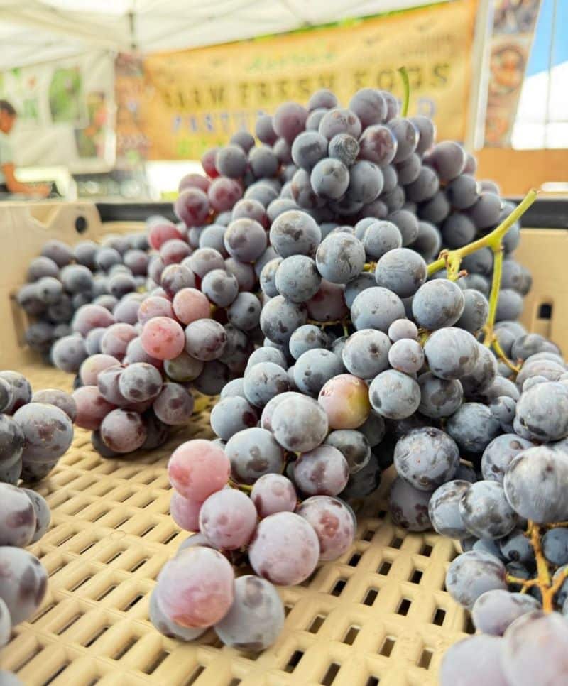 State Street Farmers Market Thomcord Grapes Are Bursting with Flavor