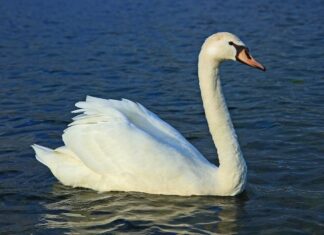 CA Bill Could be Swan Song for Swans