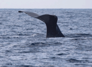 Super Rare Sperm Whale Spotted off the Coast of Oceanside! “DRONE VIDEO”