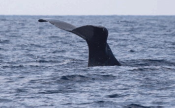 Super Rare Sperm Whale Spotted off the Coast of Oceanside! “DRONE VIDEO”