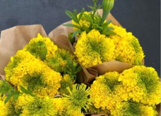 State Street Farmers Market Halloween in the Village