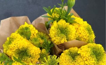 State Street Farmers Market Halloween in the Village